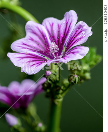 Purple Mallow Flower Glistening on Green Stem Purple Mallow Flower Glistening on Green Stem 126810408