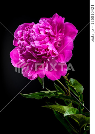Hot Pink Peony Blossom Against Black Background with Water Droplets 126810421