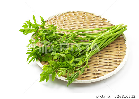 白バックのせり 126810512