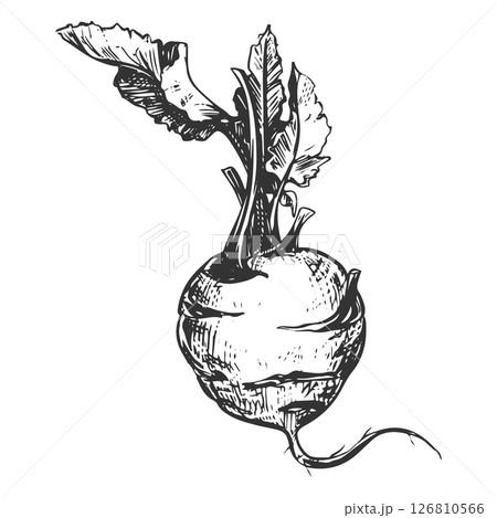 Vector linear sketch of kohlrabi. Ink drawing in old engraving style. Hand drawn cabbage illustration. Round head and leaves of German turnip on white background. 126810566