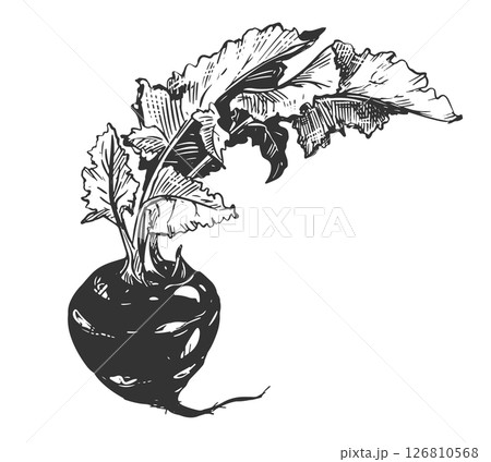 Vector hand drawn illustration of kohlrabi. Healthy vegetable in engraving style. Detailed ink drawing of cabbage. Farmer's market product. Root vegetable with leaves for menu, label, icon. Vector hand drawn illustration of kohlrabi. Healthy vegetable in engraving style. Detailed ink drawing of cabbage. Farmer's market product. Root vegetable with leaves for menu, label, icon. 126810568
