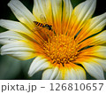 鮮やかな花の中心で蜜を吸うハナアブ 126810657