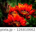 陽光を浴びて輝く真っ赤なガザニアの花 126810662