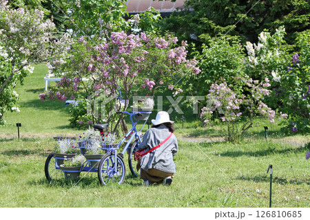札幌花名所　川下公園　ライラック　リラ　札幌市の花 126810685