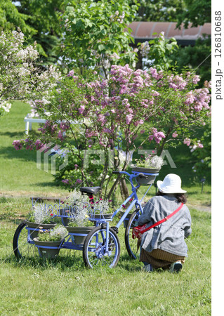 札幌花名所 川下公園 ライラック リラ 札幌市の花 札幌花名所 川下公園 ライラック リラ 札幌市の花 126810688