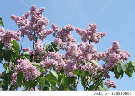 札幌花名所 川下公園 ライラック リラ 札幌市の花 札幌花名所 川下公園 ライラック リラ 札幌市の花 126810690