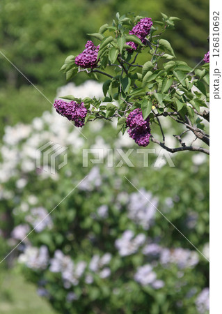 札幌花名所　川下公園　ライラック　リラ　札幌市の花 126810692