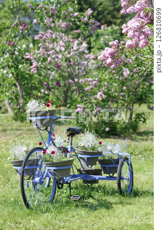 札幌花名所　川下公園　ライラック　リラ　札幌市の花 126810699