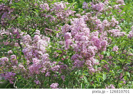 札幌花名所　川下公園　ライラック　リラ　札幌市の花 126810701