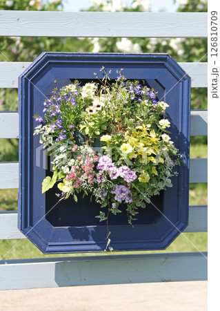 札幌花名所　川下公園　ライラック　リラ　札幌市の花 126810709