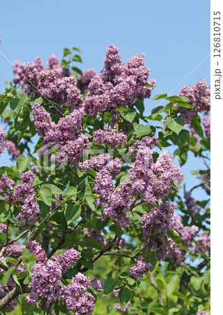 札幌花名所 川下公園 ライラック リラ 札幌市の花 札幌花名所 川下公園 ライラック リラ 札幌市の花 126810715