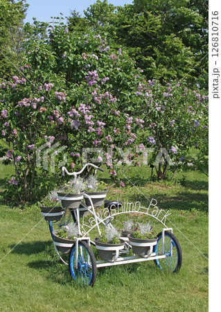 札幌花名所　川下公園　ライラック　リラ　札幌市の花 126810716