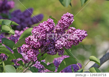 札幌花名所 川下公園 ライラック リラ 札幌市の花 札幌花名所 川下公園 ライラック リラ 札幌市の花 126810718