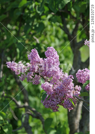 札幌花名所　川下公園　ライラック　リラ　札幌市の花 126810719