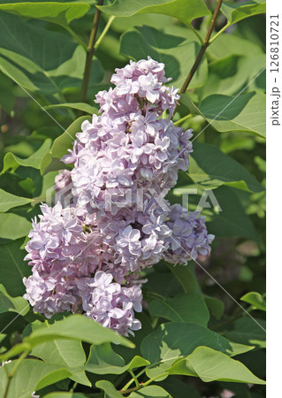 札幌花名所　川下公園　ライラック　リラ　札幌市の花 126810721