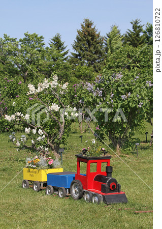 札幌花名所　川下公園　ライラック　リラ　札幌市の花 126810722