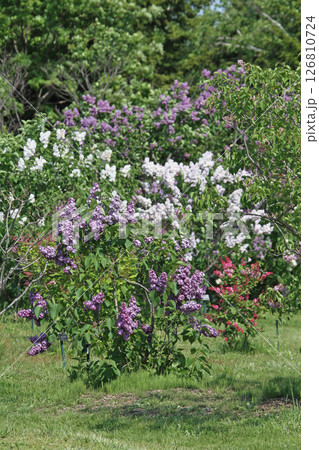 札幌花名所 川下公園 ライラック リラ 札幌市の花 札幌花名所 川下公園 ライラック リラ 札幌市の花 126810724