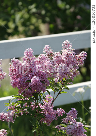 札幌花名所　川下公園　ライラック　リラ　札幌市の花 126810733