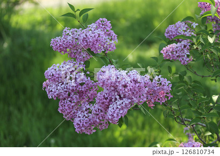 札幌花名所　川下公園　ライラック　リラ　札幌市の花 126810734