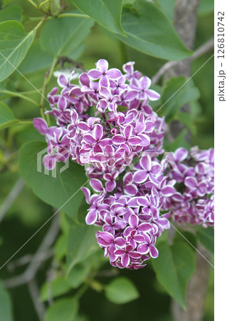 札幌花名所 川下公園 ライラック リラ 札幌市の花 札幌花名所 川下公園 ライラック リラ 札幌市の花 126810742