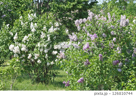 札幌花名所 川下公園 ライラック リラ 札幌市の花 札幌花名所 川下公園 ライラック リラ 札幌市の花 126810744