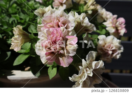 ペチュニアホイップマカロンのシックな花 ペチュニアホイップマカロンのシックな花 126810809