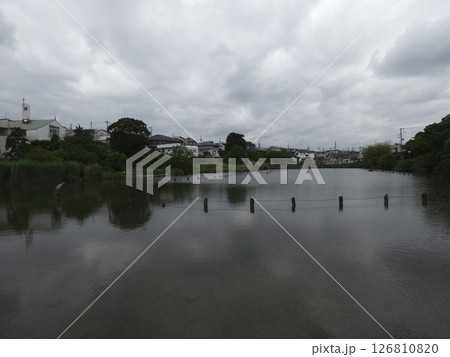 曇りの池にアオサギ、東京都大田区上池台「小池公園」 曇りの池にアオサギ、東京都大田区上池台「小池公園」 126810820