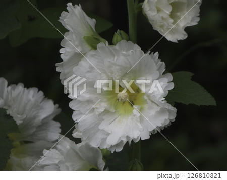 透ける花びらのタチアオイ 透ける花びらのタチアオイ 126810821