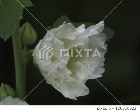 開き始めのタチアオイ 126810822