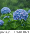 雨に濡れる紫陽花の花の接写 126811071