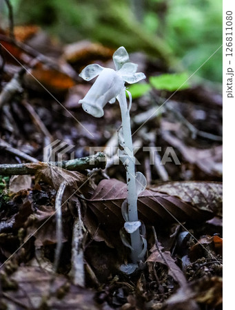 ギンリュウソウ ギンリュウソウ 126811080