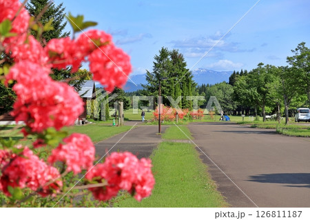 北欧の杜公園の赤いツツジ 126811187