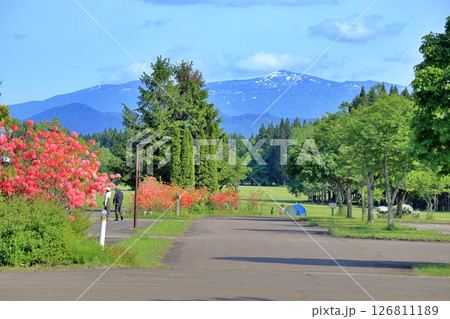 北欧の杜公園の赤いツツジ 126811189