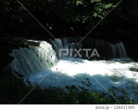 サクラマスの滝登りが見られる北海道清里町のさくらの滝 サクラマスの滝登りが見られる北海道清里町のさくらの滝 126811360