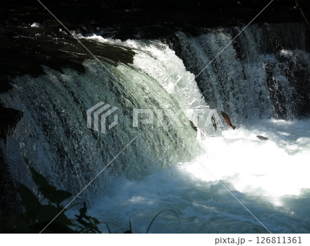 北海道清里町のさくらの滝で見られるサクラマス（婚姻色）の滝登り 126811361