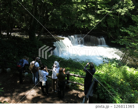 サクラマスの滝登りが見られる北海道清里町のさくらの滝 126811365