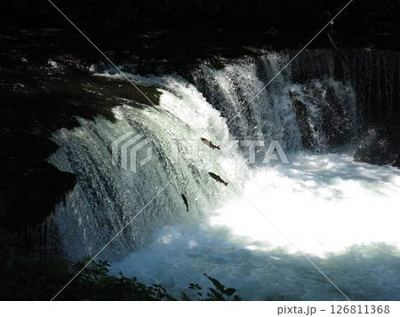 北海道清里町のさくらの滝で見られるサクラマス（婚姻色）の滝登り 126811368