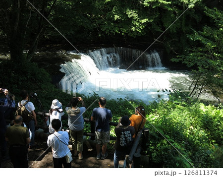 サクラマスの滝登りが見られる北海道清里町のさくらの滝 126811374