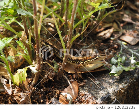 かなへび かなへび 126812238