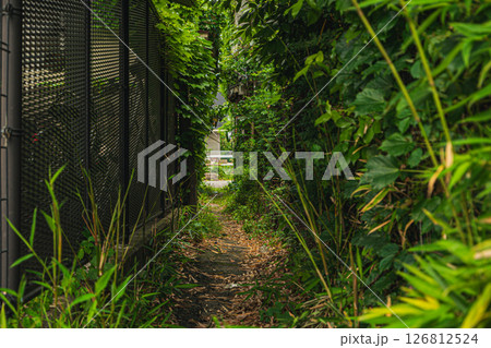 街中のジャングル【松本市】 街中のジャングル【松本市】 126812524