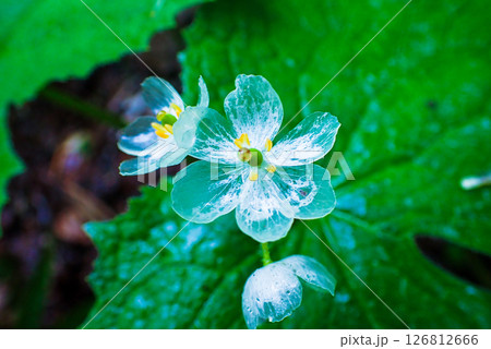 ガラスのような花びら 126812666