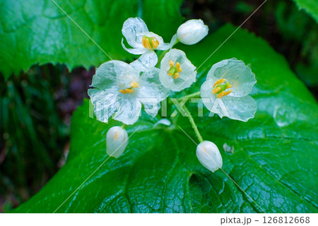 透けるサンカヨウ 126812668