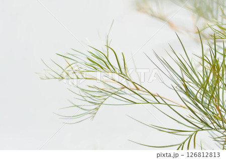 grevillea, Grevillea Honey Gem or Grevillea Long John or grevillea moonlight or Grevillea R Br ex Knight, pine tree or Proteaceae grevillea, Grevillea Honey Gem or Grevillea Long John or grevillea moonlight or Grevillea R Br ex Knight, pine tree or Proteaceae 126812813