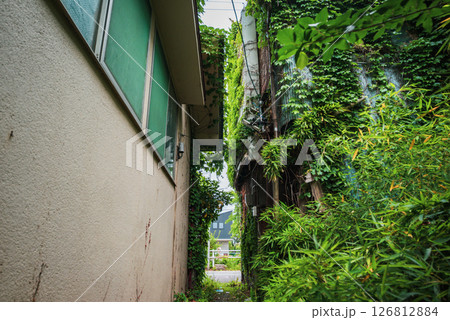 街中のジャングル【松本市】 街中のジャングル【松本市】 126812884