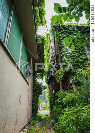 街中のジャングル【松本市】 街中のジャングル【松本市】 126812885