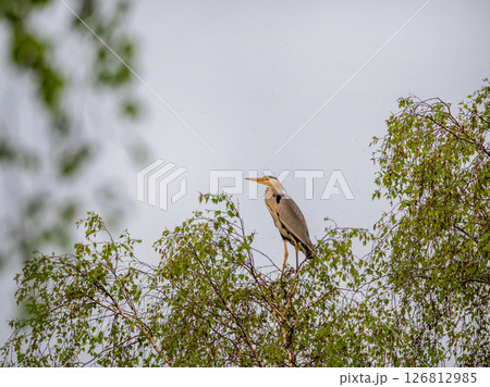 Grey heron sits high on a birch tree at sunset 126812985