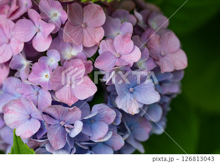 アジサイ アジサイ 126813043