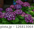 アジサイ 126813064