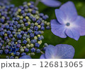 アジサイ 126813065