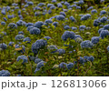 アジサイ 126813066